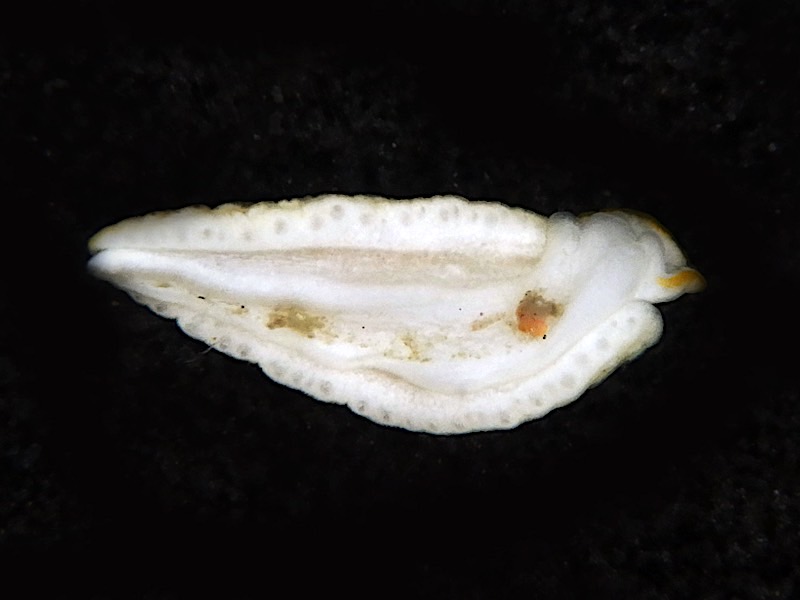 4149a